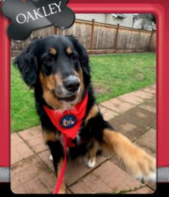 Oakley therapy dog